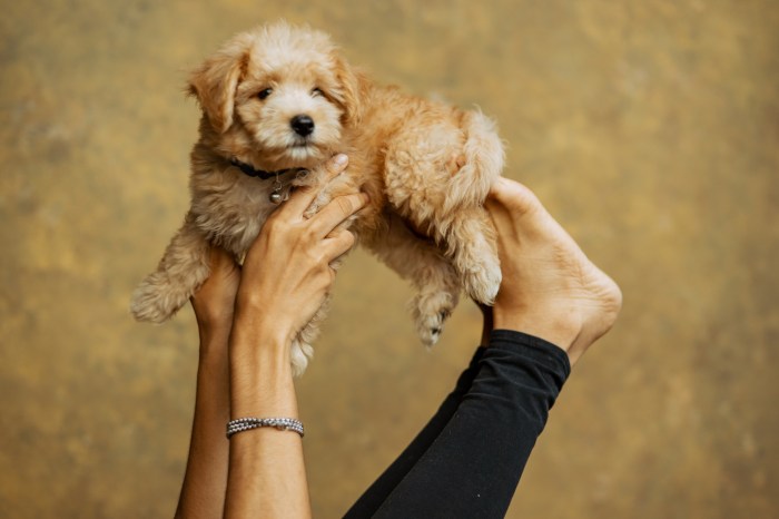 Portrait of content Young woman practicing yoga indoors with puppy,Accra,Ghana