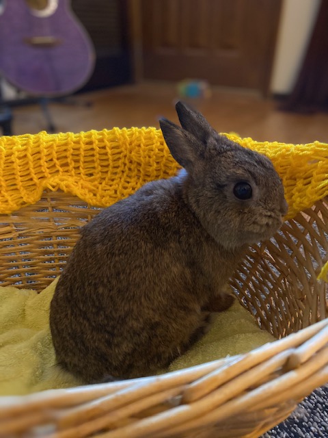 cute brown bunny