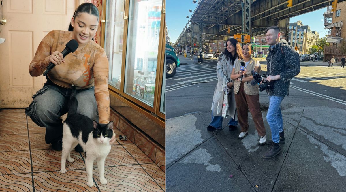 The Authentic Bodega Cats of NYC Debut in Their Own Series