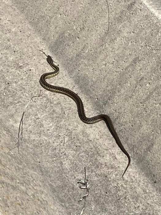 snake on concrete in a park