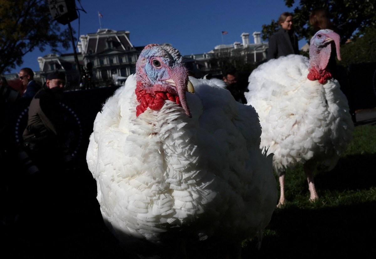 The National Thanksgiving Turkeys Peach and Blossom roam the South Lawn ahead of their pardoning by U.S. President Joe Biden during the annual ceremony at the White House in Washington, U.S., November 25, 2024. REUTERS/Leah Millis