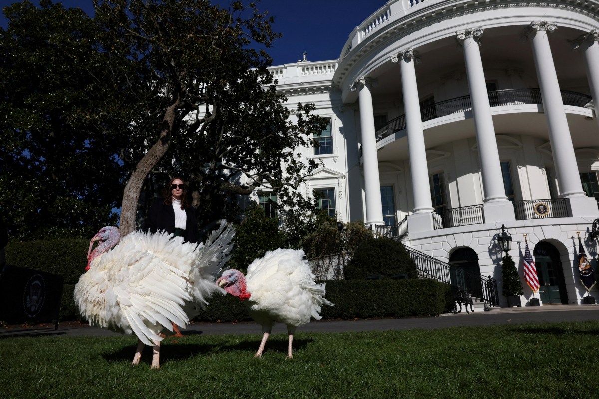 The National Thanksgiving Turkeys Blossom and Peach roam the South Lawn ahead of their pardoning by U.S. President Joe Biden during the annual ceremony on the South Lawn at the White House in Washington, U.S., November 25, 2024.