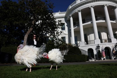 The National Thanksgiving Turkeys Blossom and Peach roam the South Lawn ahead of their pardoning by U.S. President Joe Biden during the annual ceremony on the South Lawn at the White House in Washington, U.S., November 25, 2024.