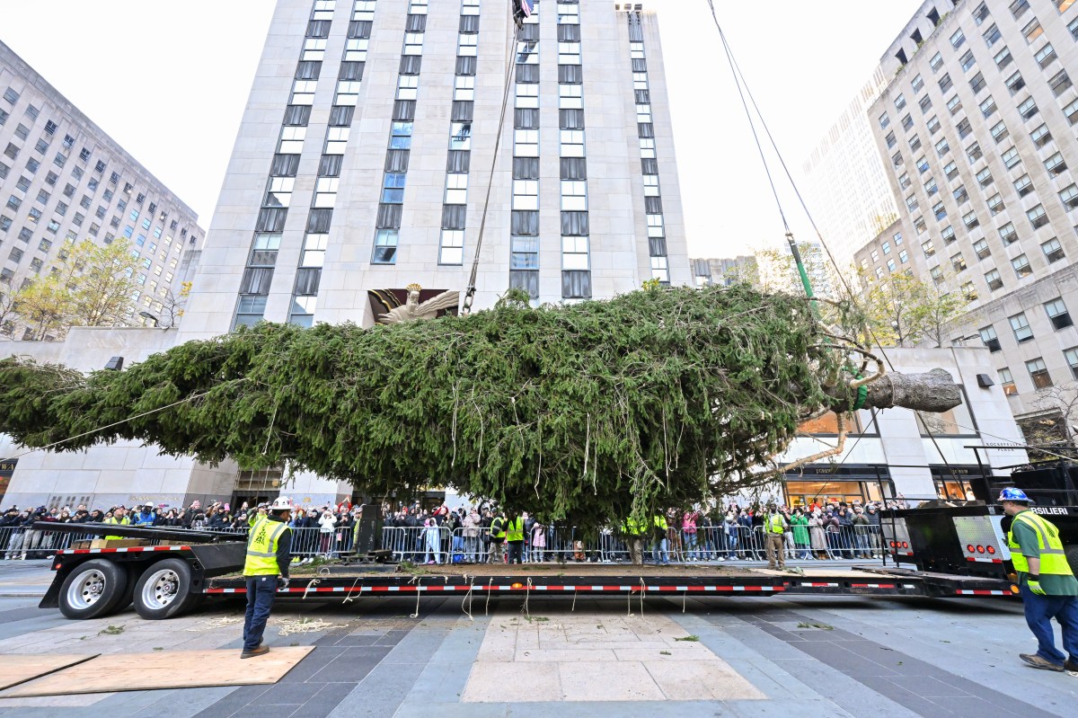 The wrapped 2024 Rockefeller Center Christmas Tree, a 74-foot tall, 11-ton Norway Spruce from West Stockbridge, MA, pulls into Rockefeller Plaza on a flatbed truck, Saturday, Nov. 09, 2024, in New York. The Rockefeller Center Christmas Tree Lighting Ceremony will take place on Wednesday, Dec. 4. (Diane Bondareff/AP Content Services for Tishman Speyer)