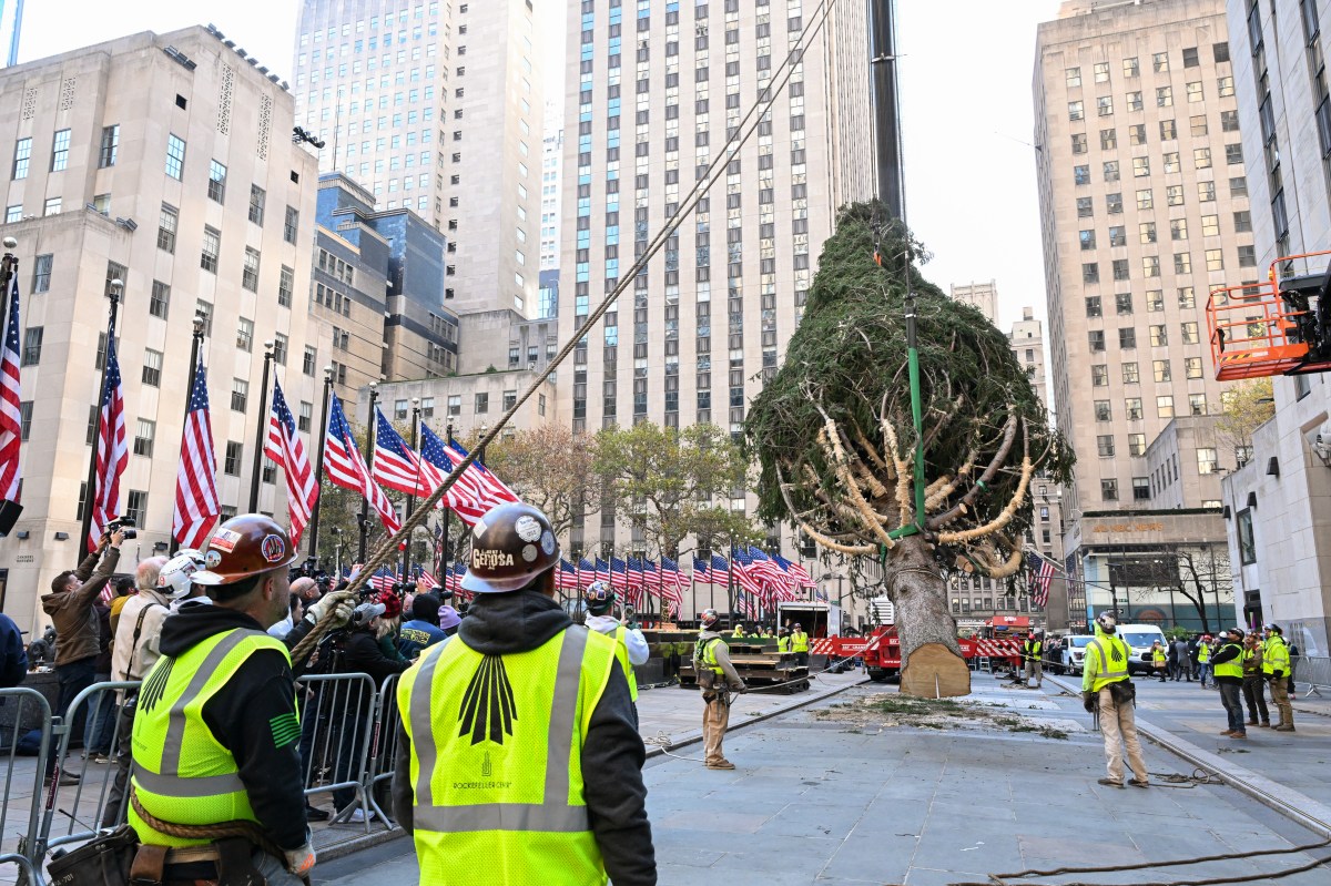 The 2024 Rockefeller Center Christmas Tree, a 74-foot tall, 11-ton Norway Spruce from West Stockbridge, MA, is lifted by a crane, Saturday, Nov. 09, 2024, in New York. The Rockefeller Center Christmas Tree Lighting Ceremony will take place on Wednesday, Dec. 4. (Diane Bondareff/AP Content Services for Tishman Speyer)