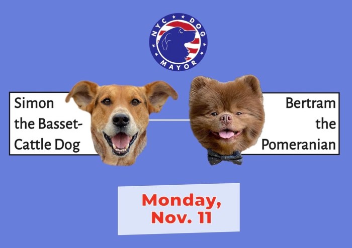 It's down to Simon vs Bertram, who will be the next NYC Dog Mayor?