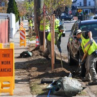 people planting trees on the street for the NYC Parks Department