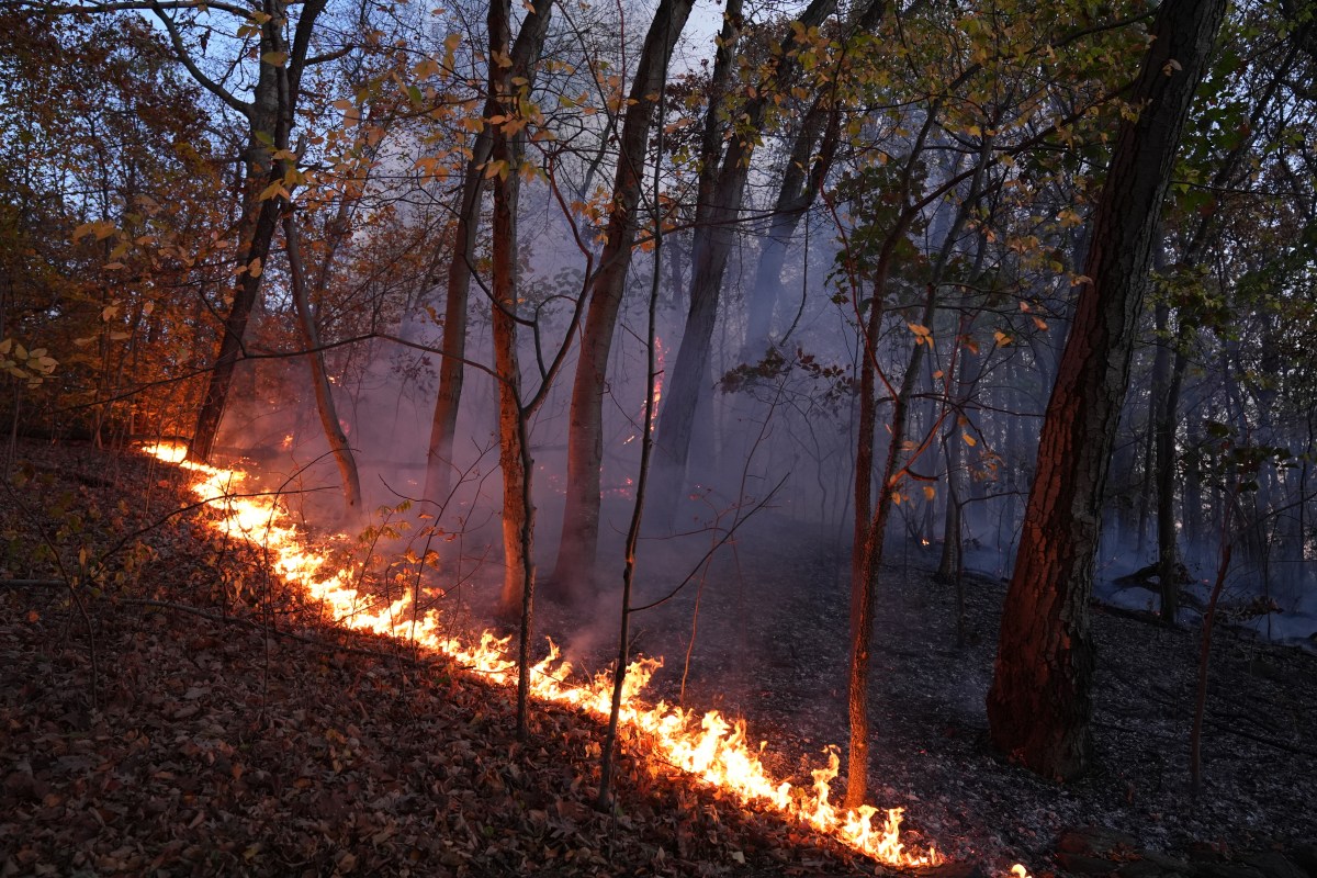 Wildfire in Inwood Hill Park