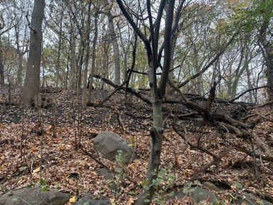 Burned tree in wildfires at Prospect Park