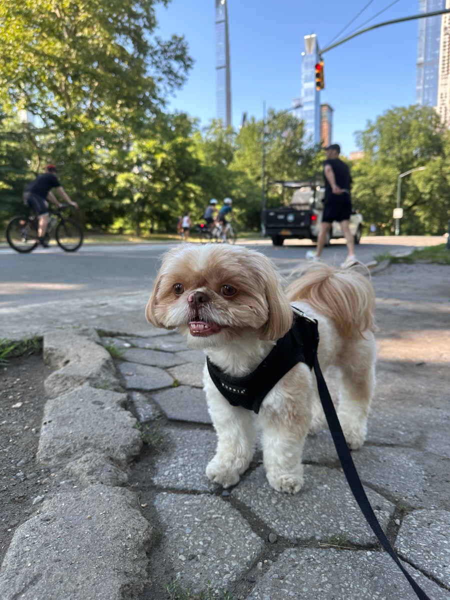 Enzo the Shih Tzu