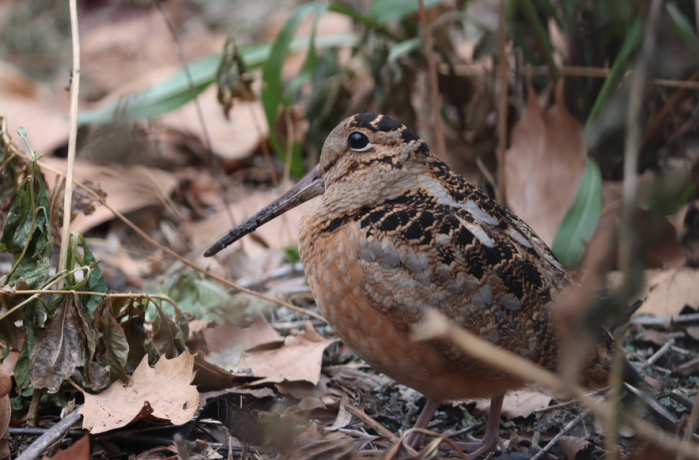 brown bird in the brush at St. Vartan Park