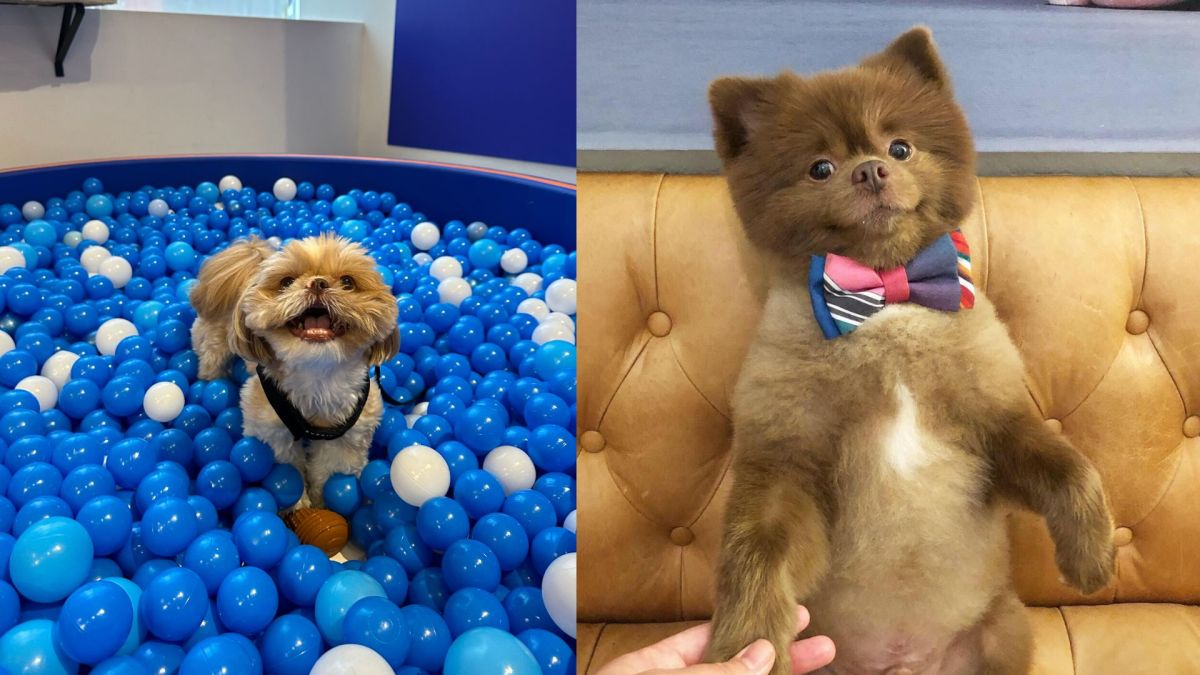 enzo the shih tzu and bertram the pomeranian, both candidates for the NYC dog mayor race.