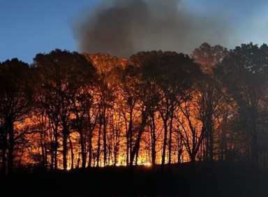 Trees on fire in Prospect Park wildfire