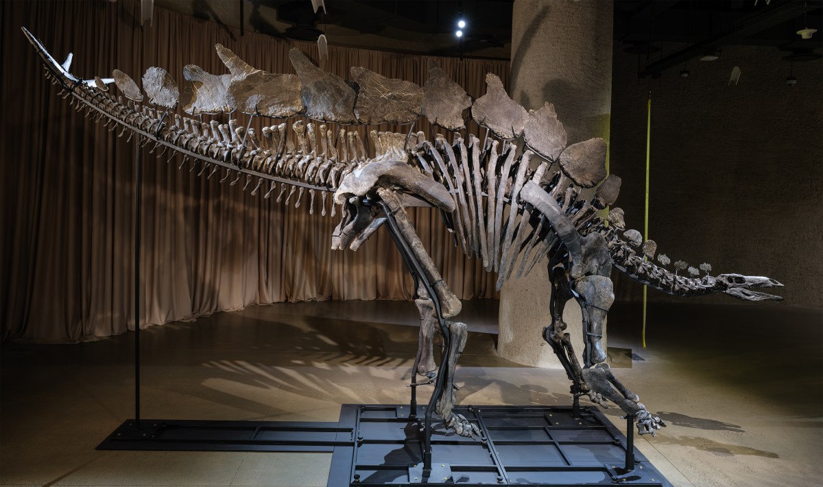 The Apex Stegosaurus on view in the American Museum of Natural History’s Richard Gilder Center for Science, Education, and Innovation.