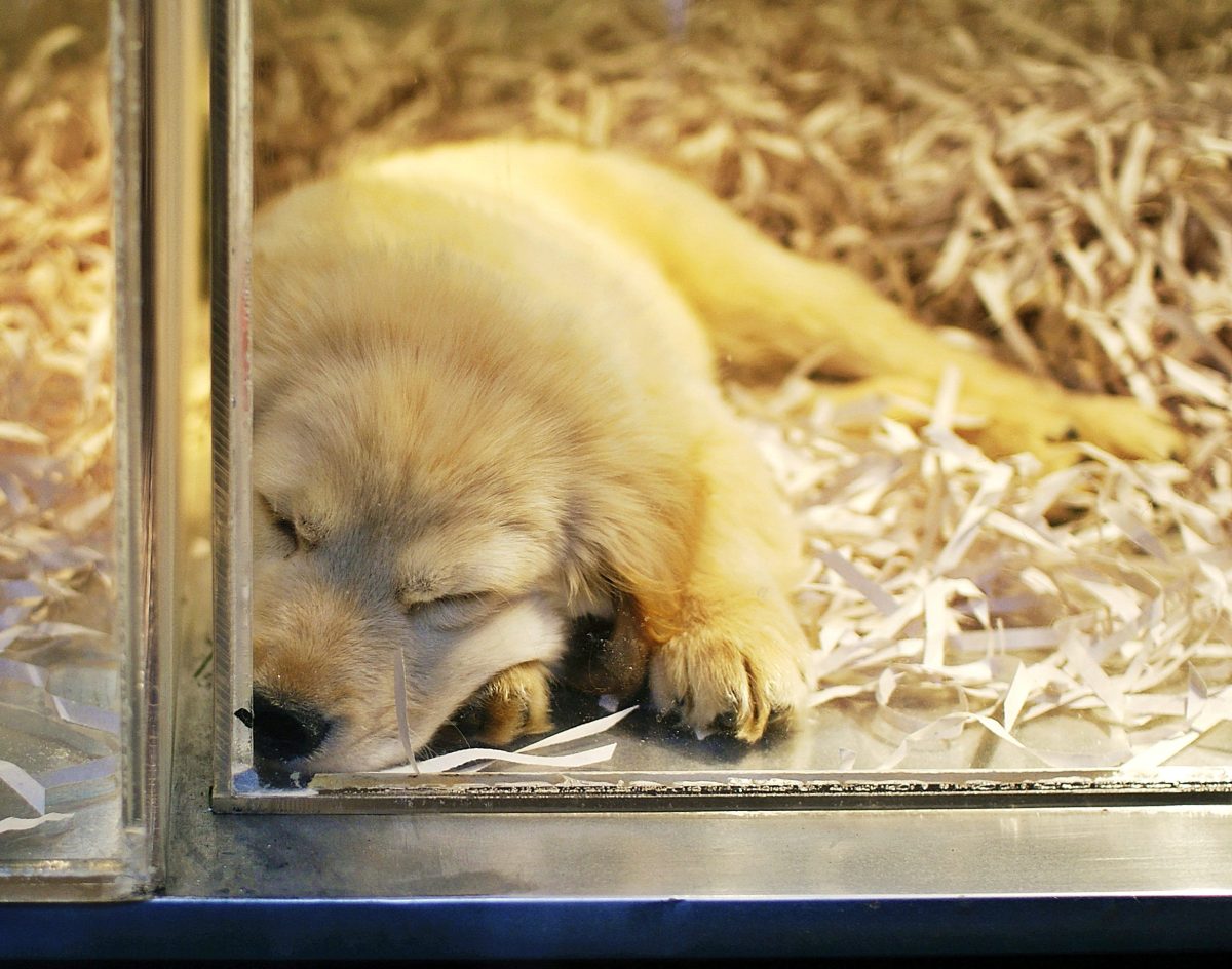 Golden retriever puppy in pet shop window.