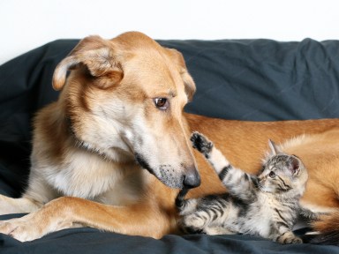 a dog and a kitten