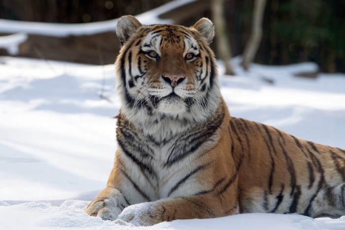 a tiger in the snow