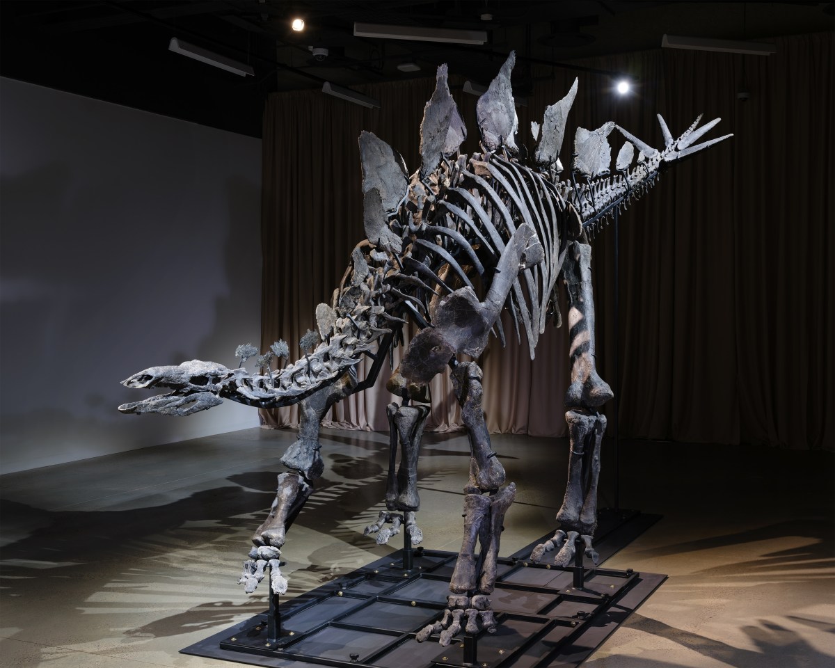 The Apex Stegosaurus on view in the American Museum of Natural History’s Richard Gilder Center for Science, Education, and Innovation.