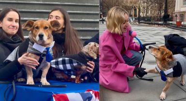 Simon the Basset-Cattle dog (left) was inaugurated as the new dog mayor