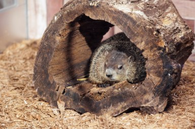 Staten Island Chuck shyly stays put in his log home, predicting an early spring during the annual Groundhog Day prediction at the Staten Island Zoo on Sunday, Feb. 2, 2025.