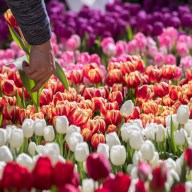 American Tulip Day 2018