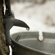 Droplet of sap flowing from a maple tree into a bucket. Selective focus on the droplet.