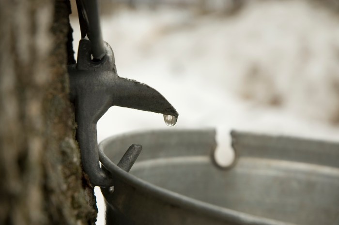 Droplet of sap flowing from a maple tree into a bucket. Selective focus on the droplet.