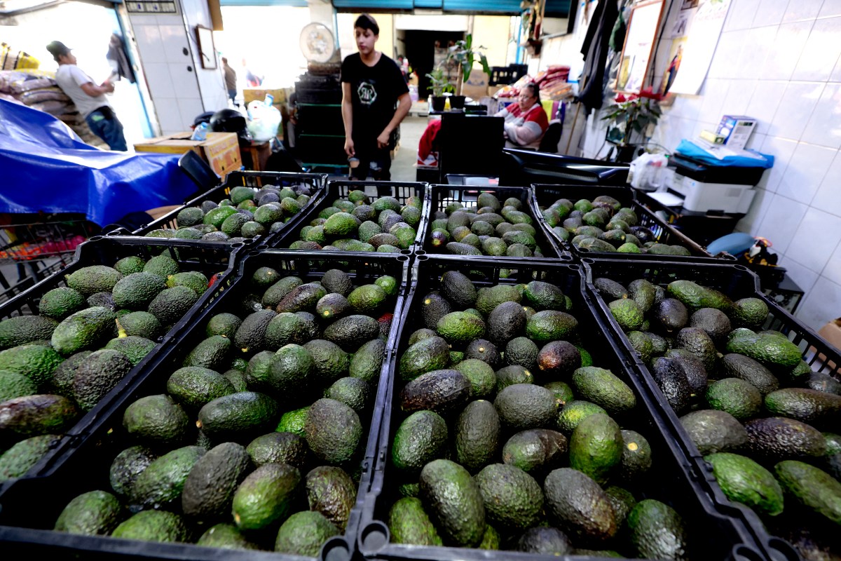 Boxes of avocados from Mexico subject to higher tariffs