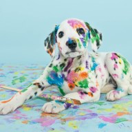 A silly little Dalmatian puppy that looks like he got into the art supplies, on a blue background.