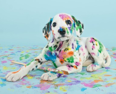 A silly little Dalmatian puppy that looks like he got into the art supplies, on a blue background.