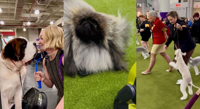 dogs at the westminster dog show