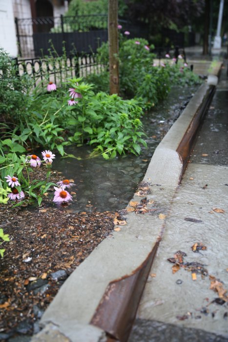 one of many rain gardens in NYC with plants and flowers 