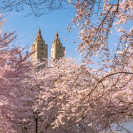 Blooming Yoshino Cherry trees by The Lake on Upper West Side. Spring in Central Park, Manhattan, New York City