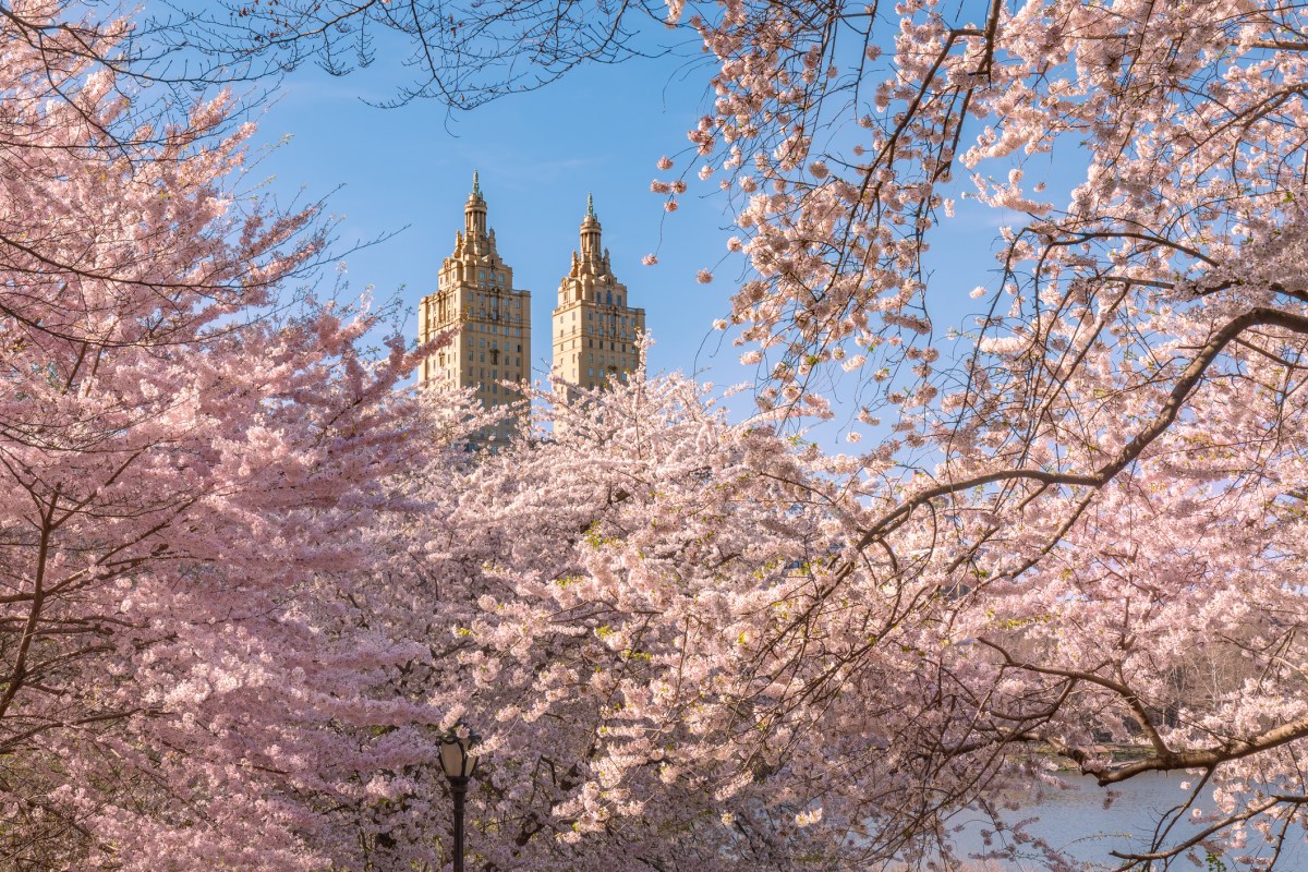 Here’s where you can see cherry blossoms around New York City