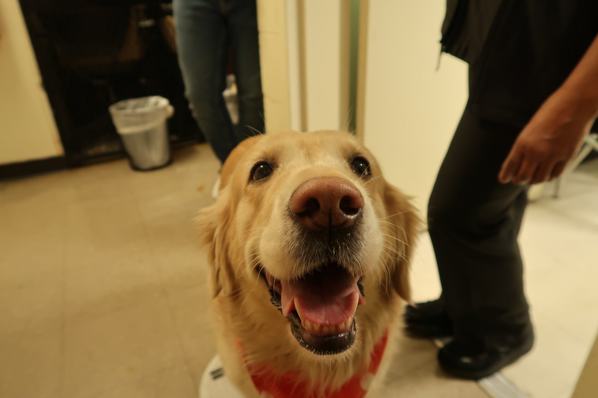 Maya the golden retriever