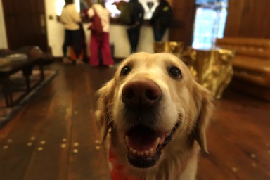 Maya is a seven year old golden retriever and unofficial face of the Gild Hall Hotel.